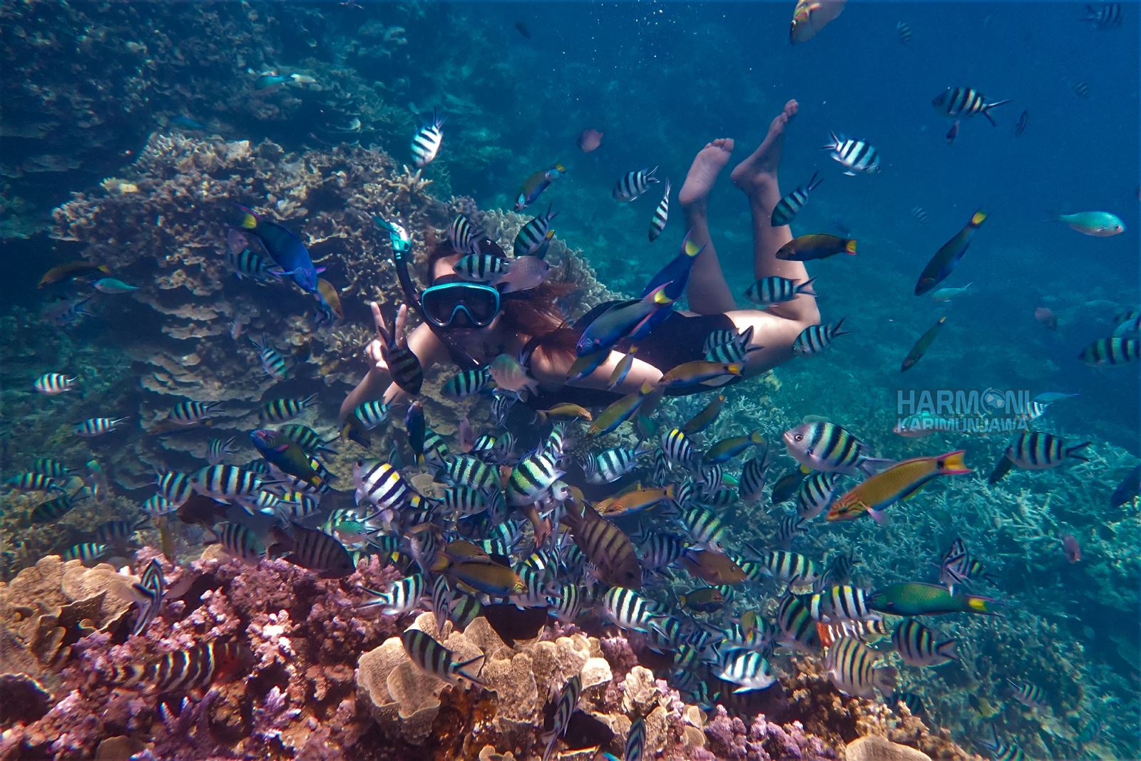 Wisata Liburan ke Karimunjawa bersama harmoni karimunjawa